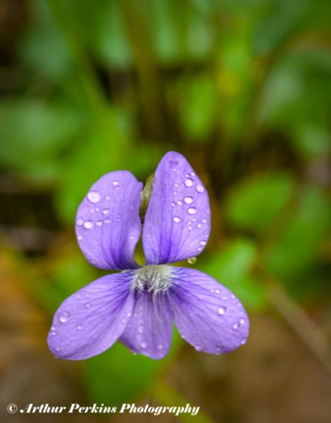 Wood Violet Flower